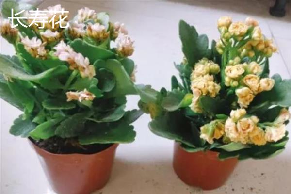 室内有哪些造氧最强植物，常见的有绿萝、芦荟和吊兰等