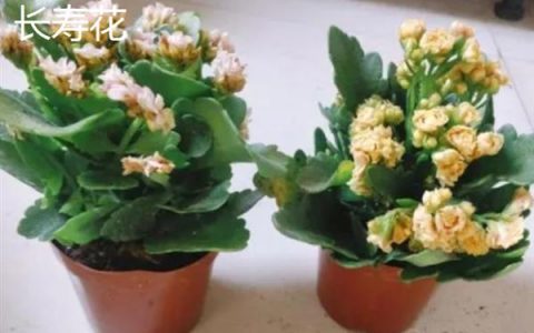 浪漫红颜：一种优质的无核葡萄新品种简介