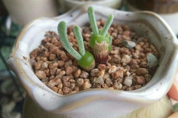 碧光环的繁殖方法，秋季播种可提高存活率