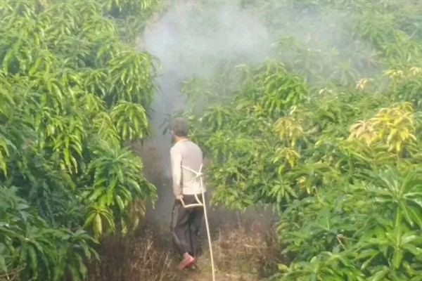 桔子的特征，其花朵呈白色
