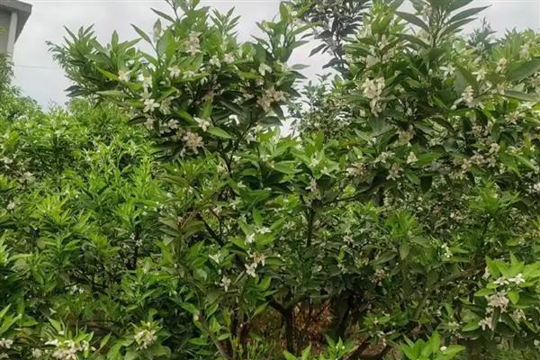 芒果怎么施肥高产，定植肥以有机肥为主