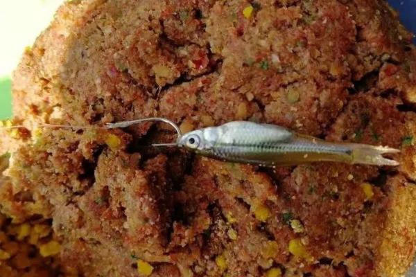 养殖梭子蟹喂什么食物，投喂杂鱼、小虾、贝肉等饵料