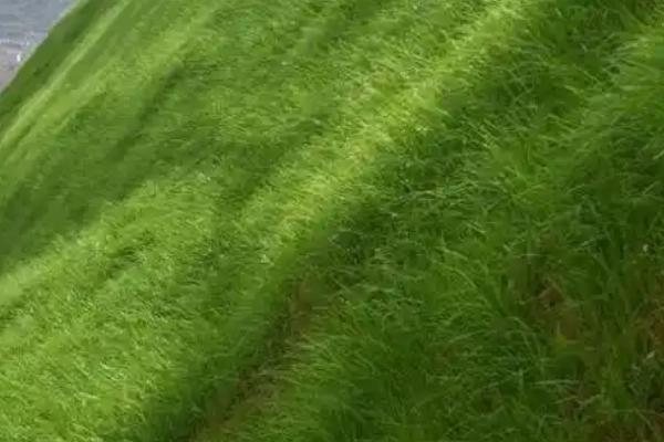 一亩地可以种多少棵棉花，品种不同种植密度不同