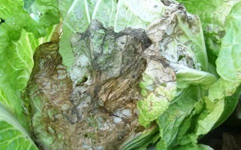 樱桃的寓意代表圆满幸福、娇艳可爱及旺盛的生命力