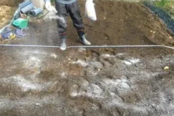 大白菜发生软腐病还能不能食用，植株会软化腐烂并带有恶臭不宜食用