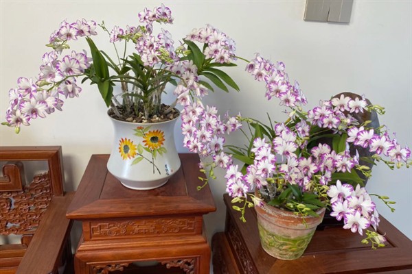 香茶花何时开花，在10月份至次年的5月份