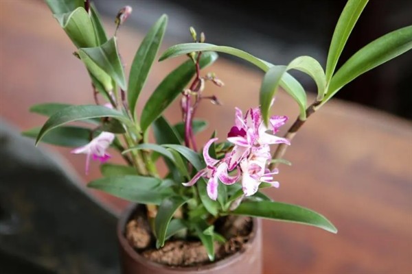 香茶花何时开花，在10月份至次年的5月份