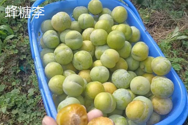 比较火的李子品种，推荐五月脆、蜂糖李等