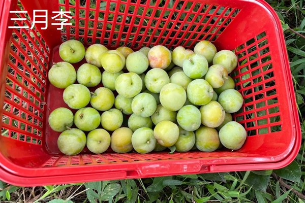 比较火的李子品种，推荐五月脆、蜂糖李等