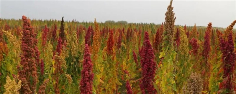 藜麦的种植条件，阳光充足才能让籽粒更饱满