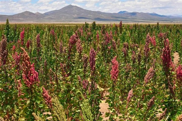 藜麦的种植条件，阳光充足才能让籽粒更饱满
