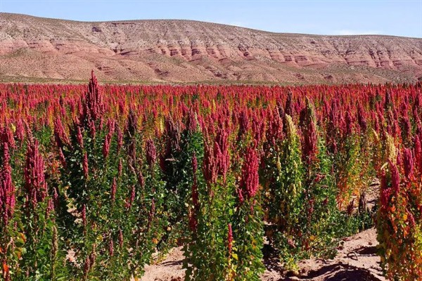 藜麦的种植条件，阳光充足才能让籽粒更饱满