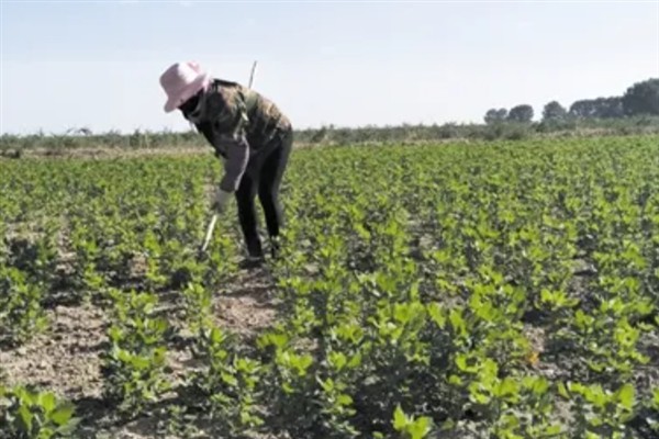 藜麦的种植条件，阳光充足才能让籽粒更饱满