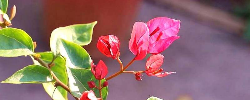 玛格丽特花是不是多年生植物，植株属于多年生草本植物