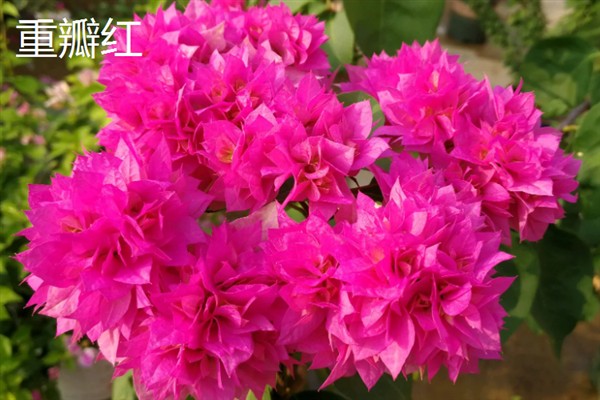 玛格丽特花是不是多年生植物，植株属于多年生草本植物