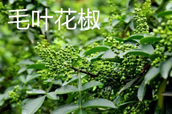 甘鑫2302玉米种子特征特性，中抗丝黑穗病