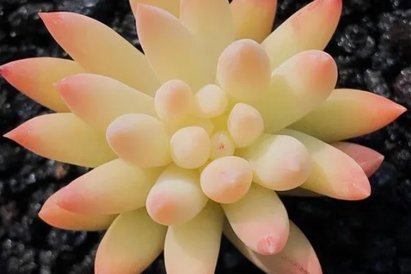 甘鑫2302玉米种子特征特性，中抗丝黑穗病