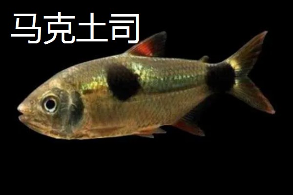 日本吊钟能养多长时间，通常可以养殖一个月左右