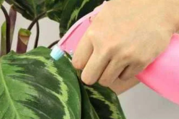 红尾玻璃灯鱼好不好养，饲养难度较小