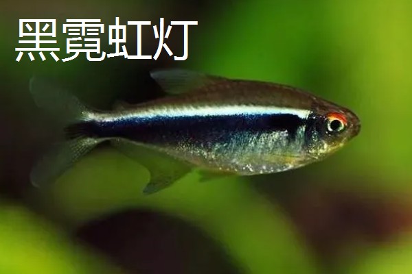 打瓜的种植技术，播前先晒种24-48小时