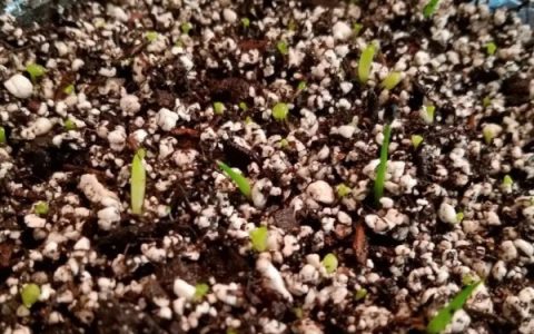 兰花出现黄叶如何处理，需保持充足光照与合理养护