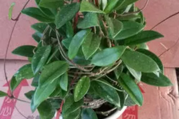 兰花出现黄叶如何处理，需保持充足光照