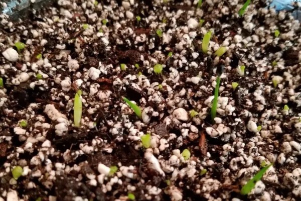 冬天能不能种植风姜，温度要达到20℃以上才能种植
