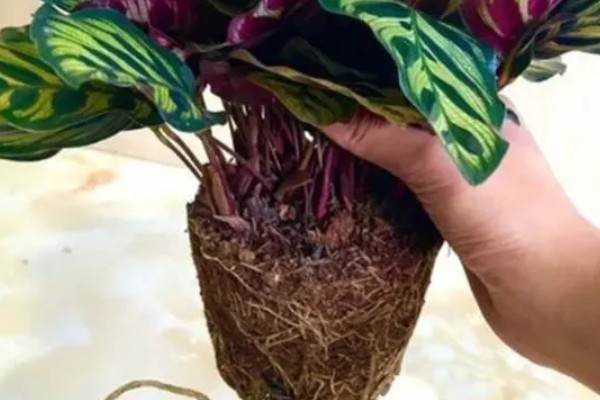 冬天能不能种植风姜，温度要达到20℃以上才能种植