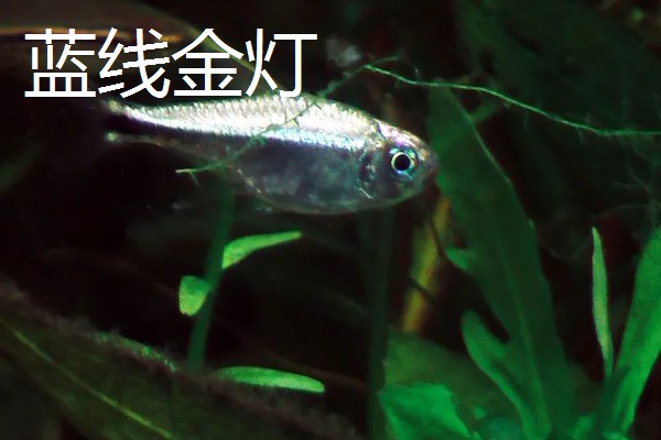 土元怎么养殖，适宜的生长温度在28-30度
