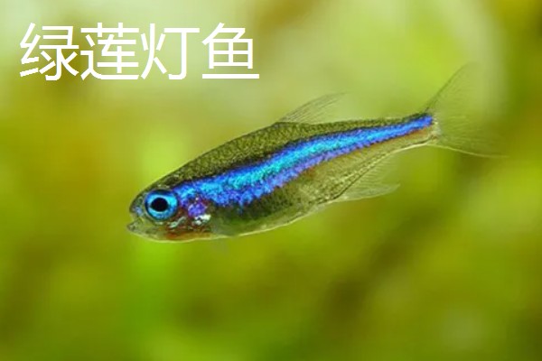 土元怎么养殖，适宜的生长温度在28-30度