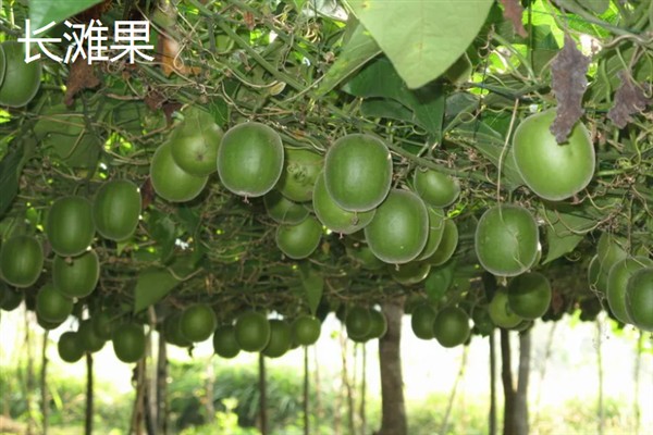 火棘的盆栽养殖方法，需要给予充足的光照