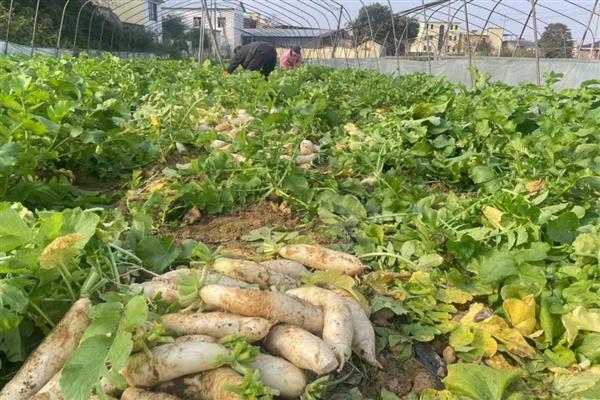 莲藕的产地，主产于湖北、广东、广西等省份
