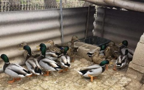 建丰优0753水稻品种特性：籼型三系杂交水稻品种介绍