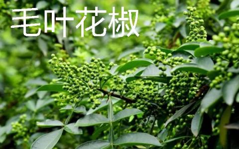 育肥羊放养为主，每日需补饲两次以提高生长效率