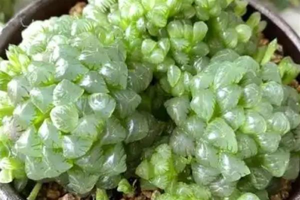 昂贵的玉露品种，有糯玉露、帝玉露锦等