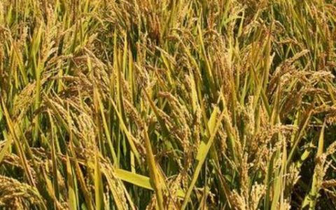 天育809水稻品种简介：株高约90厘米，优质高产新品种