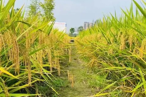 天育809水稻品种简介，株高为90厘米左右