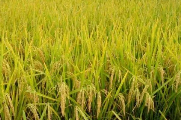天育809水稻品种简介，株高为90厘米左右