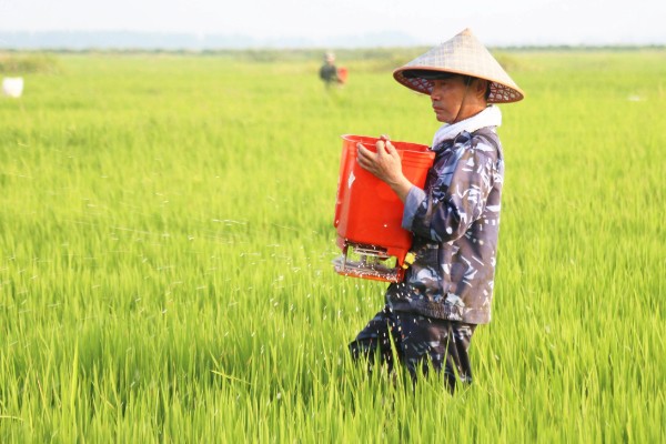 天育809水稻品种简介，株高为90厘米左右