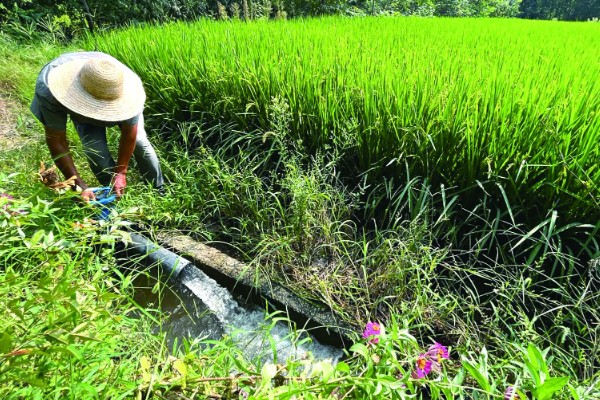 天育809水稻品种简介，株高为90厘米左右