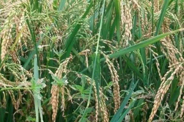 北方适合种植什么药材，可种植甘草、龙胆等