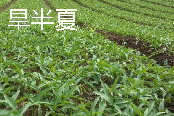 石榴的种植前景，种植前景比较不错