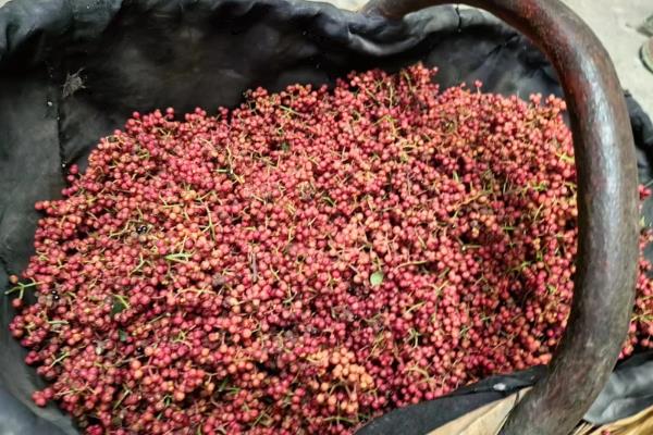 食用菌的种植市场，在我国市场需求大