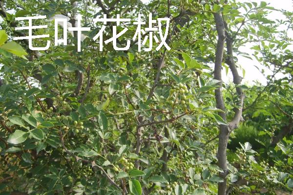亩收益上万有哪些种植品种，推荐种植香椿、天麻等