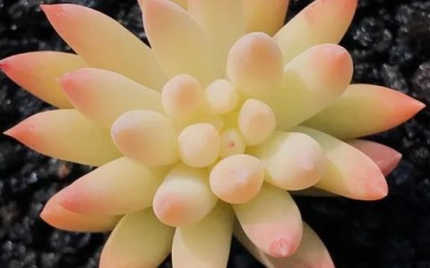 竹芋叶子卷曲如何补救，春秋季节每隔1-2天浇一次水方法