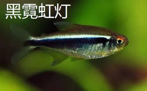 肉苁蓉的养殖方法：确保充足阳光照射以促进生长