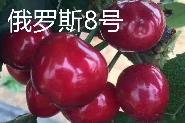 不新鲜畜禽肉的感官指标，可以用颜色、触感等方面分辨