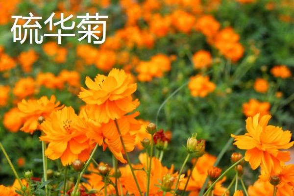 大蒜和蒜苗的区别是什么，部位和形状不同