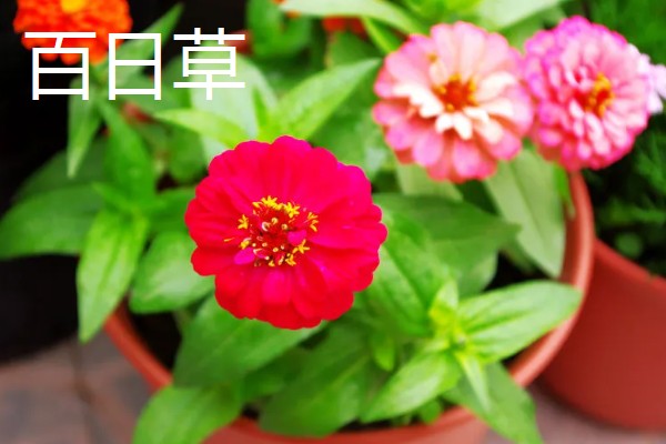 中蜂什么时候介新王，最佳时间是蜂群失王1-3天左右