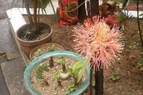 龙爪花和彼岸花是一样的吗，龙爪花是彼岸花